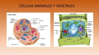 CÉLULAS ANIMALES Y VEGETALES
 