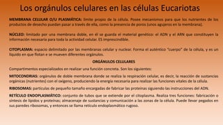 Los orgánulos celulares en las células Eucariotas
MEMBRANA CELULAR O/U PLASMÁTICA: límite propio de la célula. Posee mecanismos para que los nutrientes de los
productos de desecho puedan pasar a través de ella, como la presencia de poros (unos agujeros en la membrana).
NÚCLEO: limitado por una membrana doble, en él se guarda el material genético: el ADN y el ARN que constituyen la
información necesaria para toda la actividad celular. ES imprescindible.
CITOPLASMA: espacio delimitado por las membranas celular y nuclear. Forma el auténtico “cuerpo” de la célula, y es un
líquido en que flotan e se mueven diferentes orgánulos.
ORGÁNULOS CELULARES
Compartimentos especializados en realizar una función concreta. Son los siguientes:
MITOCONDRIAS: orgánulos de doble membrana donde se realiza la respiración celular, es decir, la reacción de sustancias
orgánicas (nutrientes) con el oxígeno, produciendo la energía necesaria para realizar las funciones vitales de la célula.
RIBOSOMAS: partículas de pequeño tamaño encargadas de fabricar las proteínas siguiendo las instrucciones del ADN.
RETÍCULO ENDOPLASMÁTICO: conjunto de tubos que se extiende por el citoplasma. Realiza tres funciones: fabricación o
síntesis de lípidos y proteínas; almacenaje de sustancias y comunicación a las zonas de la célula. Puede llevar pegados en
sus paredes ribosomas, y entonces se llama retículo endoplasmático rugoso.
 