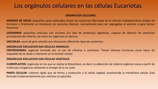 Los orgánulos celulares en las células Eucariotas
ORGÁNULOS CELULARES
APARATO DE GOLGI: pequeños sacos aplanados donde las sustancias fabricadas en el retículo endoplasmático acaban de
formarse y finalmente se introducen en vesículas (bolsas), normalmente para ser segregadas al exterior o para formar
lisosomas.
LISOSOMAS: pequeñas vesículas con encimas (un tipo de proteínas) digestivos, capaces de destruir las partículas
procedentes del exterior, así como los orgánulos en desuso.
VACUOLAS: sacos de gran tamaño que almacenan diferentes tipos de sustancias.
ORGÁNULOS EXCLUSIVOS DAS CÉLULAS ANIMALES:
CENTROSOMAS: orgánulo formado por un par de cilindros o centriolos. Tienen diversas funciones como hacer de
esqueleto de la célula o intervenir en la división celular.
ORGÁNULOS EXCLUSIVOS DAS CÉLULAS VEGETALES:
CLOROPLASTOS: orgánulos en los que se realiza la fotosíntesis, es decir, la obtención de materia orgánica nueva a partir de
moléculas inorgánicas utilizando la energía de la luz solar.
PARED CELULAR: cubierta rígida que da forma y protección a la célula vegetal, envolviendo la membrana celular. Está
formada fundamentalmente por celulosa (un glúcido).
 