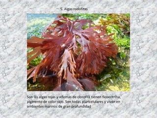5. Algas rodófitas

Son las algas rojas y además de clorofila tienen ficoeritrina,
pigmento de color rojo. Son todas pluri...