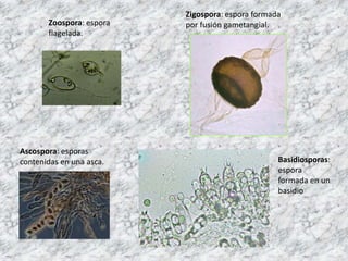 Zoospora: espora
flagelada.

Ascospora: esporas
contenidas en una asca.

Zigospora: espora formada
por fusión gametangial....