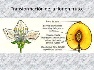 Flor
femenina

Flor
masculina
Cono o
inflorescencia
masculina

Cono o
inflorescencia
femenina

 