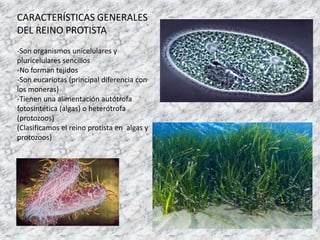 CARACTERÍSTICAS GENERALES
DEL REINO PROTISTA
-Son organismos unicelulares y
pluricelulares sencillos
-No forman tejidos
-S...