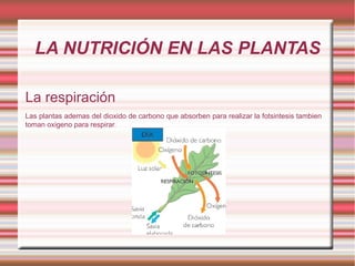 LA NUTRICIÓN EN LAS PLANTAS La respiración Las plantas ademas del dioxido de carbono que absorben para realizar la fotsintesis tambien toman oxigeno para respirar . 