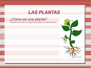 LAS PLANTAS ¿Cómo es una planta? Una planta es un ser vivo capaz de sobrebibir a cualquier entorno 