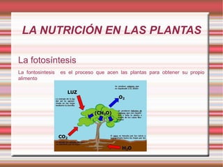 LA NUTRICIÓN EN LAS PLANTAS La fotosíntesis La fontosintesis  es el proceso que acen las plantas para obtener su propio alimento 