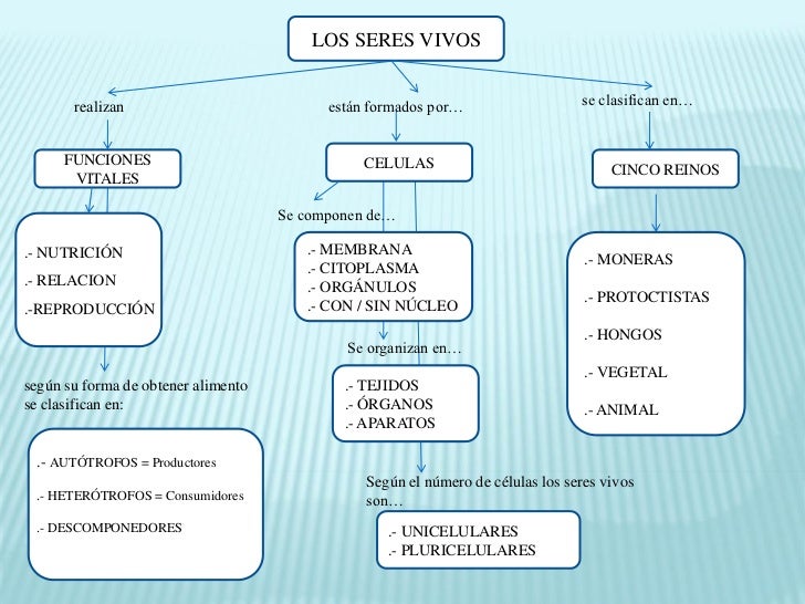 Los Seres Vivos Mapa Conceptual Español