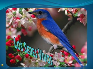 3º Educación Primaria
 