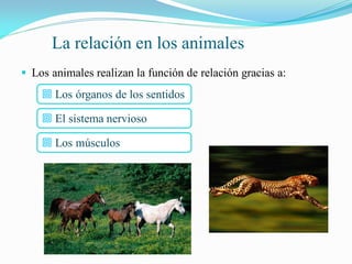 La reproducción en los animales
 Los animales se reproducen de modo sexual, pues intervienen
  animales de sexo femenino ...