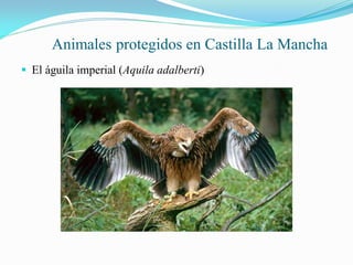 Plantas protegidas en Castilla La Mancha
 El tejo (Taxus baccata)
 