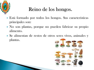  Está formado por todos los hongos. Sus características
principales son:
 No son plantas, porque no pueden fabricar su propio
alimento.
 Se alimentan de restos de otros seres vivos, animales y
plantas.
 