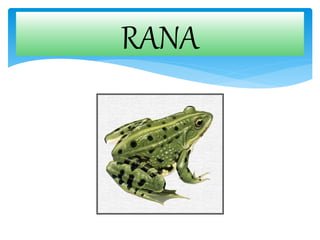 RANA
 