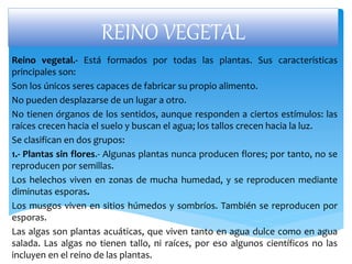REINO VEGETAL
Reino vegetal.- Está formados por todas las plantas. Sus características
principales son:
Son los únicos seres capaces de fabricar su propio alimento.
No pueden desplazarse de un lugar a otro.
No tienen órganos de los sentidos, aunque responden a ciertos estímulos: las
raíces crecen hacia el suelo y buscan el agua; los tallos crecen hacia la luz.
Se clasifican en dos grupos:
1.- Plantas sin flores.- Algunas plantas nunca producen flores; por tanto, no se
reproducen por semillas.
Los helechos viven en zonas de mucha humedad, y se reproducen mediante
diminutas esporas.
Los musgos viven en sitios húmedos y sombríos. También se reproducen por
esporas.
Las algas son plantas acuáticas, que viven tanto en agua dulce como en agua
salada. Las algas no tienen tallo, ni raíces, por eso algunos científicos no las
incluyen en el reino de las plantas.
 