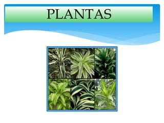 PLANTAS
 
