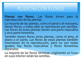PLANTAS CON FLORES
Plantas con flores.- Las flores sirven para la
reproducción de las plantas.
La mayoría de las plantas, como el peral o el manzano,
tienen flores, y todas ellas se reproducen por semillas.
Las flores de estas plantas tienen una parte masculina
y otra parte femenina.
También tienen flores otras plantas, como el pino, el
abeto o el ciprés. Las flores de estas plantas también
intervienen en la reproducción, pero no son todas
iguales: hay flores masculinas y flores femeninas
separadas.
La mayoría de las flores terminan originando un fruto
en cuyo interior están las semillas.
 
