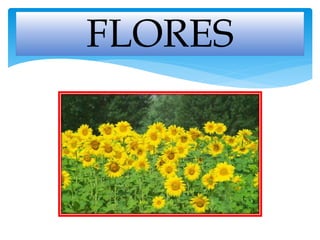 FLORES
 