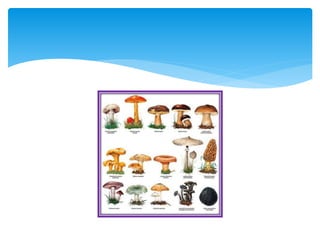 Losseresvivosdiapositivas 100106134819-phpapp01