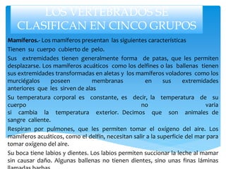 LOS VERTEBRADOS SE
CLASIFICAN EN CINCO GRUPOS
Mamíferos.- Los mamíferos presentan las siguientes características
Tienen su cuerpo cubierto de pelo.
Sus extremidades tienen generalmente forma de patas, que les permiten
desplazarse. Los mamíferos acuáticos como los delfines o las ballenas tienen
sus extremidades transformadas en aletas y los mamíferos voladores como los
murciégalos poseen membranas en sus extremidades
anteriores que les sirven de alas
Su temperatura corporal es constante, es decir, la temperatura de su
cuerpo no varia
si cambia la temperatura exterior. Decimos que son animales de
sangre caliente.
Respiran por pulmones, que les permiten tomar el oxígeno del aire. Los
mamíferos acuáticos, como el delfín, necesitan salir a la superficie del mar para
tomar oxígeno del aire.
Su boca tiene labios y dientes. Los labios permiten succionar la leche al mamar
sin causar daño. Algunas ballenas no tienen dientes, sino unas finas láminas
 