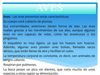 AVES
Aves.- Las aves presentan estas características:
Su cuerpo está cubierto de plumas.
Sus extremidades anteriores tienen forma de alas. Las aves
vuelan gracias a los movimientos de sus alas, aunque algunas
aves no son capaces de volar, como las avestruces o los
pingüinos.
El esqueleto es muy ligero, ya que los huesos son huecos.
Además, algunas aves poseen unas bolsas, llamadas sacos
aéreos, que están llenas de aire y facilitan el vuelo.
La temperatura corporal es constante, es decir, son animales de
sangre caliente.
Respiran por pulmones.
La boca posee un pico sin dientes, que varía mucho de unas
especies a otras según su alimentación.
 