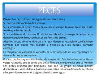 PECES
Peces.- Los peces tienen las siguientes características:
Su cuerpo está cubierto de escamas.
Sus extremidades tienen forma de aletas. Su cuerpo termina en un aleta más
fuerte que forma la cola.
Su esqueleto es el más sencillo de los vertebrados. La mayoría de los peces
tienen esqueleto óseo, con huesos en forma de espina.
Algunos peces, como el tiburón y la raya, tienen un esqueleto cartilaginoso,
formado por piezas más blandas y flexibles que los huesos, llamadas
cartílagos.
La temperatura corporal es variable, es decir, depende de la temperatura del
agua en la que se encuentran.
Por eso decimos que son animales de sangre fría. Casi todos los peces tienen
vejiga natatoria, que es como una bolsa llena de aire que evita que se hundan.
Los peces respiran por branquias, que son un grupo de finas láminas
dispuestas en varias hileras. Las branquias están situadas detrás de la cabeza,
y les permiten obtener el oxígeno disuelto en el agua.
 