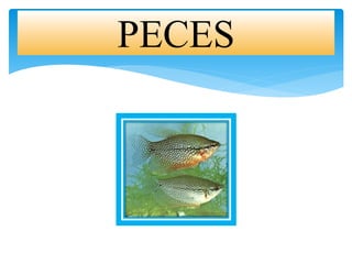 PECES
 