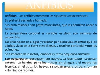 ANFIBIOS
Anfibios.- Los anfibios presentan las siguientes características:
Su piel está desnuda y húmeda.
Sus extremidades son patas musculosas, que les permiten nadar o
saltar.
La temperatura corporal es variable, es decir, son animales de
sangre fría.
Las crías nacen en el agua y respiran por branquias, mientras que los
adultos viven en la tierra y en el agua, y respiran por la piel y por los
pulmones.
Se alimentan de insectos, lombrices y otros pequeños animales.
Son ovíparos: se reproducen por huevos. La fecundación suele ser
externa. La hembra pone los huevos en el agua y el macho los
fecunda. en el agua los huevos se pegan unos a otros, y forman
voluminosos racimos.
 