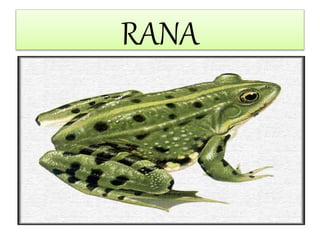 RANA
 