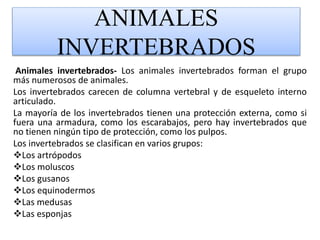 ANIMALES
INVERTEBRADOS
Animales invertebrados- Los animales invertebrados forman el grupo
más numerosos de animales.
Los invertebrados carecen de columna vertebral y de esqueleto interno
articulado.
La mayoría de los invertebrados tienen una protección externa, como si
fuera una armadura, como los escarabajos, pero hay invertebrados que
no tienen ningún tipo de protección, como los pulpos.
Los invertebrados se clasifican en varios grupos:
Los artrópodos
Los moluscos
Los gusanos
Los equinodermos
Las medusas
Las esponjas
 
