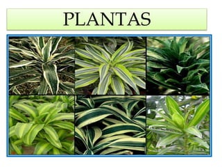 PLANTAS
 