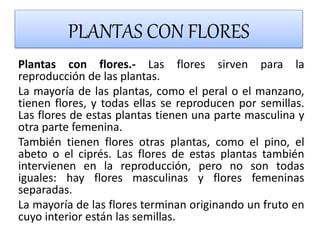 PLANTAS CON FLORES
Plantas con flores.- Las flores sirven para la
reproducción de las plantas.
La mayoría de las plantas, como el peral o el manzano,
tienen flores, y todas ellas se reproducen por semillas.
Las flores de estas plantas tienen una parte masculina y
otra parte femenina.
También tienen flores otras plantas, como el pino, el
abeto o el ciprés. Las flores de estas plantas también
intervienen en la reproducción, pero no son todas
iguales: hay flores masculinas y flores femeninas
separadas.
La mayoría de las flores terminan originando un fruto en
cuyo interior están las semillas.
 