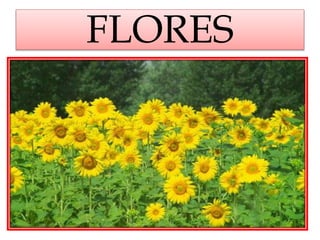 FLORES
 