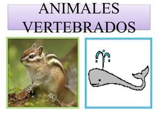 ANIMALES
VERTEBRADOS
 