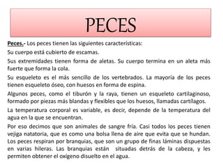 PECES
Peces.- Los peces tienen las siguientes características:
Su cuerpo está cubierto de escamas.
Sus extremidades tienen forma de aletas. Su cuerpo termina en un aleta más
fuerte que forma la cola.
Su esqueleto es el más sencillo de los vertebrados. La mayoría de los peces
tienen esqueleto óseo, con huesos en forma de espina.
Algunos peces, como el tiburón y la raya, tienen un esqueleto cartilaginoso,
formado por piezas más blandas y flexibles que los huesos, llamadas cartílagos.
La temperatura corporal es variable, es decir, depende de la temperatura del
agua en la que se encuentran.
Por eso decimos que son animales de sangre fría. Casi todos los peces tienen
vejiga natatoria, que es como una bolsa llena de aire que evita que se hundan.
Los peces respiran por branquias, que son un grupo de finas láminas dispuestas
en varias hileras. Las branquias están situadas detrás de la cabeza, y les
permiten obtener el oxígeno disuelto en el agua.
 