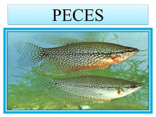 PECES
 