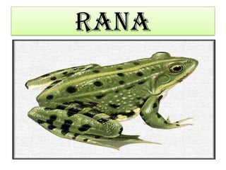 RANA