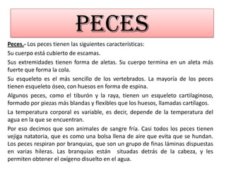 PECESPeces.- Los peces tienen las siguientes características: Su cuerpo está cubierto de escamas.Sus extremidades tienen forma de aletas. Su cuerpo termina en un aleta más fuerte que forma la cola.Su esqueleto es el más sencillo de los vertebrados. La mayoría de los peces tienen esqueleto óseo, con huesos en forma de espina. Algunos peces, como el tiburón y la raya, tienen un esqueleto cartilaginoso, formado por piezas más blandas y flexibles que los huesos, llamadas cartílagos.La temperatura corporal es variable, es decir, depende de la temperatura del agua en la que se encuentran. Por eso decimos que son animales de sangre fría. Casi todos los peces tienen vejiga natatoria, que es como una bolsa llena de aire que evita que se hundan. Los peces respiran por branquias, que son un grupo de finas láminas dispuestas en varias hileras. Las branquias están  situadas detrás de la cabeza, y les permiten obtener el oxígeno disuelto en el agua.