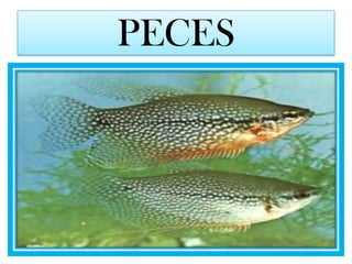 PECES