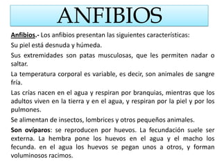 ANFIBIOSAnfibios.- Los anfibios presentan las siguientes características: Su piel está desnuda y húmeda.Sus extremidades son patas musculosas, que les permiten nadar o saltar.La temperatura corporal es variable, es decir, son animales de sangre fría.Las crías nacen en el agua y respiran por branquias, mientras que los adultos viven en la tierra y en el agua, y respiran por la piel y por los pulmones.Se alimentan de insectos, lombrices y otros pequeños animales.Son ovíparos: se reproducen por huevos. La fecundación suele ser externa. La hembra pone los huevos en el agua y el macho los fecunda. en el agua los huevos se pegan unos a otros, y forman voluminosos racimos. 