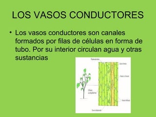 LOS VASOS CONDUCTORES
• Los vasos conductores son canales
formados por filas de células en forma de
tubo. Por su interior ...