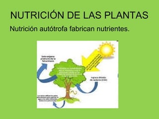 NUTRICIÓN DE LAS PLANTAS
Nutrición autótrofa fabrican nutrientes.
 
