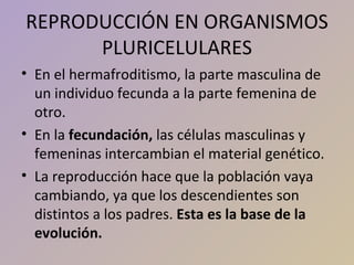 <ul><li>En el hermafroditismo, la parte masculina de un individuo fecunda a la parte femenina de otro. </li></ul><ul><li>E...