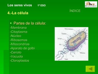 Partes de la célula: -Membrana -Citoplasma -Núcleo -Ribosomas -Mitocondrias -Aparato de golbi  -Ceriolo  -Vacuola -Cloroplastos Los seres vivos   1º ESO ÍNDICE 4.-La célula 