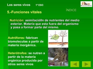 Nutrición :   asimilació0n de nutrientes del medio exterior. Materia que esta fuera del organismo y pasa a formar parte del mismo.   Los seres vivos   1º ESO ÍNDICE 5.-Funciones vitales Autróforos:  fabrican biomoleculas a partir de materia inorgánica. Heterótrofos:  se nutren a partir de la materia orgánica producida por otros seres vivos 