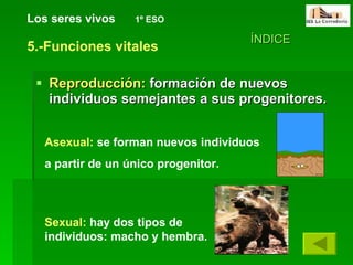 Reproducción:  formación de nuevos individuos semejantes a sus progenitores. Asexual:  se forman nuevos individuos  a partir de un único progenitor.  Sexual:  hay dos tipos de individuos: macho y hembra. Los seres vivos   1º ESO ÍNDICE 5.-Funciones vitales 