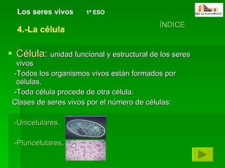 Célula :  unidad funcional y estructural de los seres vivos -Todos los organismos vivos están formados por células. -Toda célula procede de otra célula. Clases de seres vivos por el número de células: -Unicelulares. -Pluricelulares . Los seres vivos   1º ESO ÍNDICE 4.-La célula 