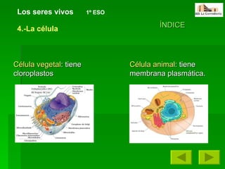 Los seres vivos   1º ESO 4.-La célula ÍNDICE Célula vegetal : tiene cloroplastos Célula animal : tiene membrana plasmática. 