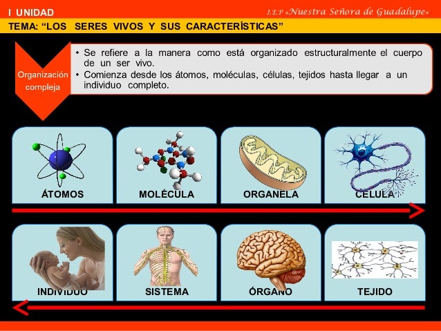 Los seres vivos y caracteristicas