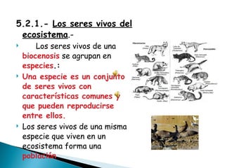 Los Seres Vivos Y El Medio | PPT