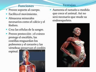 Funciones Ventajas
 Provee soporte al cuerpo.
 Facilita el movimiento.
 Almacena minerales
necesarios como el cálcio y el
fósforo.
 Crea las células de la sangre.
 Provee protección ; el cráneo
protege el encéfalo, las
costillas resguardan los
pulmones y el corazón y las
vértebras preservan el cordón
espinal.
 Aumenta el tamaño a medida
que crece el animal. Asi no
será necesario que mude su
endoesqueleto.
 