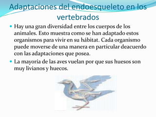Adaptaciones del endoesqueleto en los
vertebrados
 Hay una gran diversidad entre los cuerpos de los
animales. Esto muestra como se han adaptado estos
organismos para vivir en su hábitat. Cada organismo
puede moverse de una manera en particular deacuerdo
con las adaptaciones que posea.
 La mayoría de las aves vuelan por que sus huesos son
muy livianos y huecos.
 
